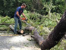 Best Utility Line Clearance  in Bogata, TX