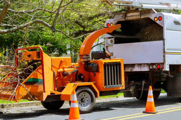 Best Tree and Shrub Care  in Bogata, TX