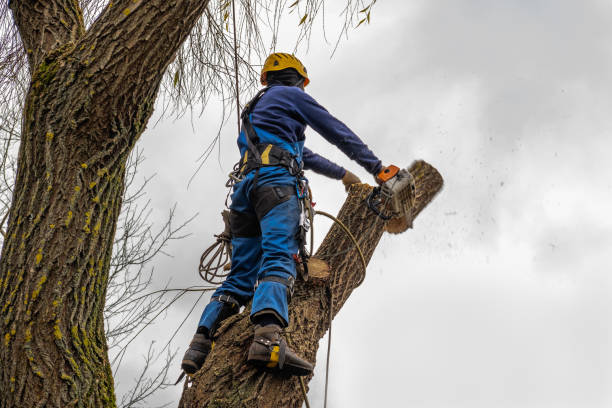 Why Choose Our Tree Removal Services in Bogata, TX?