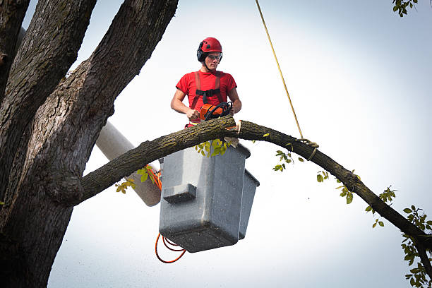 Best Tree Removal Service  in Bogata, TX