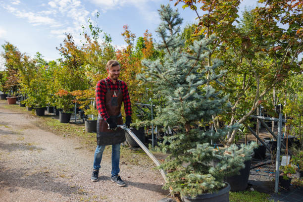 Best Tree Trimming and Pruning  in Bogata, TX