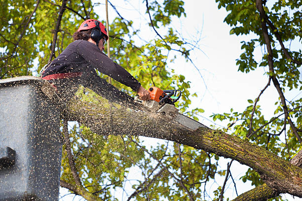  Bogata, TX Tree Services Pros